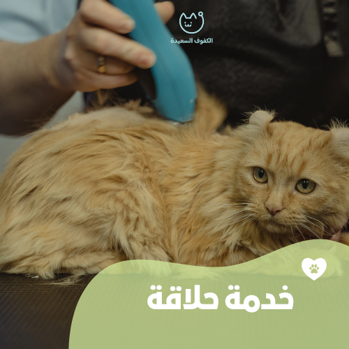 https://cdn.rekaz.io/tenants/3a164307-b66e-7c62-857f-4b9b1805da67/3a1b590d-f0c1-6f24-d3bb-78c1d31a1003.png